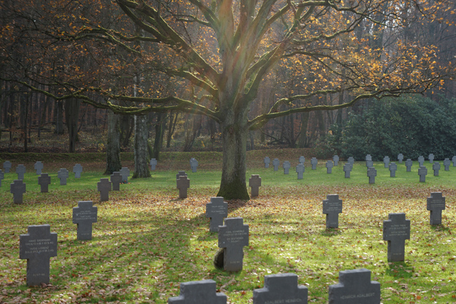 Photograph of Sandweiler German War Cemetery showing tree lighted by a ray of sunshine.